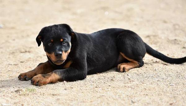 Piccolo Rottweiler Strada — Foto Stock