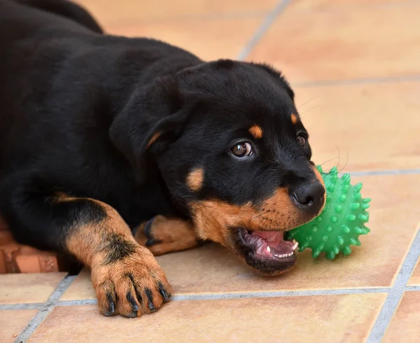 Trochę Rottweiler Ulicy — Zdjęcie stockowe