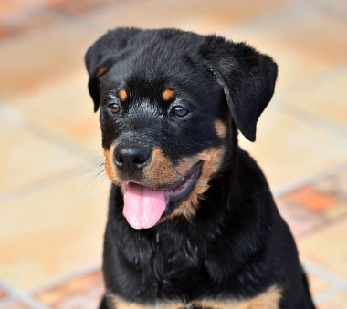 sokakta küçük rottweiler