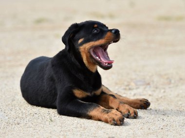 sokakta küçük rottweiler