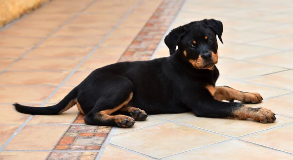 Klein Rottweiler Auf Der Straße — Stockfoto