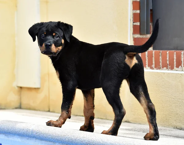 Klein Rottweiler Auf Der Straße — Stockfoto