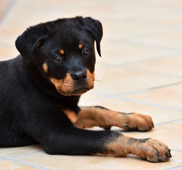 Klein Rottweiler Auf Der Straße — Stockfoto