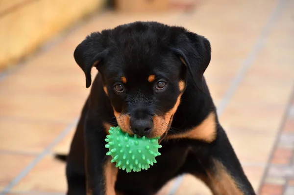 Klein Rottweiler Auf Der Straße — Stockfoto