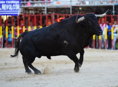 İspanya'ile büyük boynuzları boğa