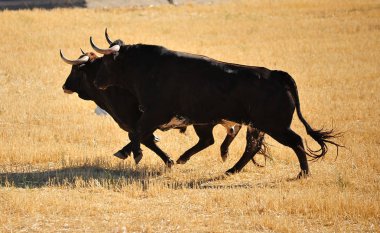 İspanya'ile büyük boynuzları boğa
