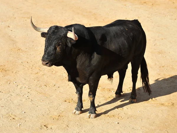 Stier Spanien Mit Großen Hörnern Läuft Stierkampfarena — Stockfoto