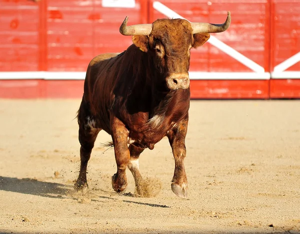 Stier Lopen Tijdens Een Stierengevecht Spanje — Stockfoto