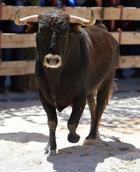 Touro Que Corre Durante Uma Tourada Espanha — Fotografia de Stock