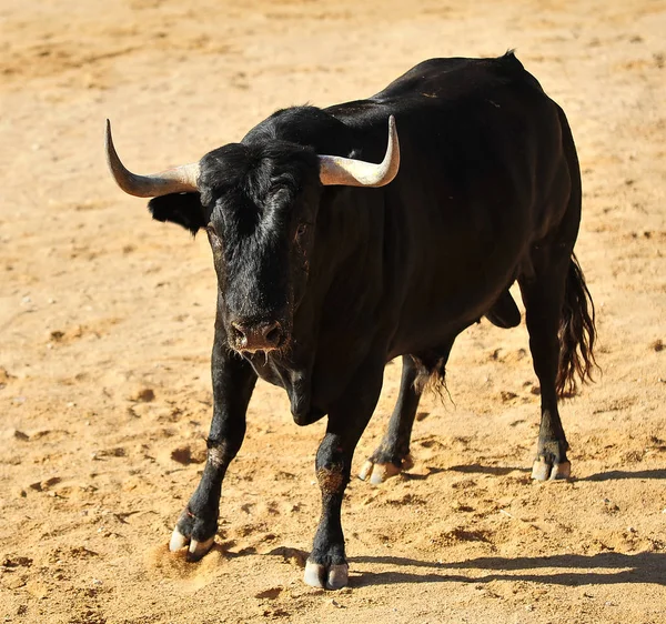 Tjuren Kör Tjurfäktning Spanien — Stockfoto