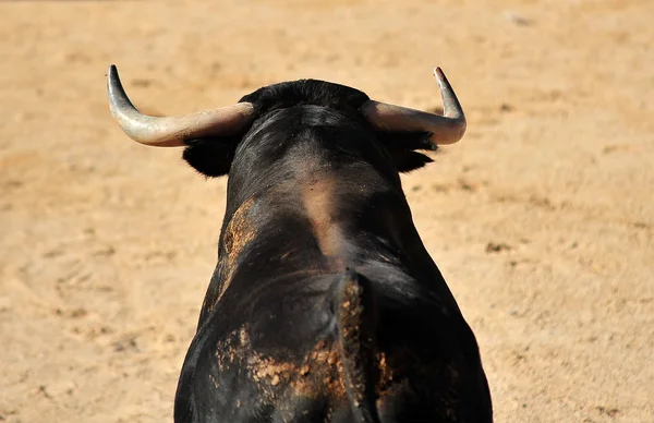 Toro Corriendo Durante Una Corrida Toros España —  Fotos de Stock