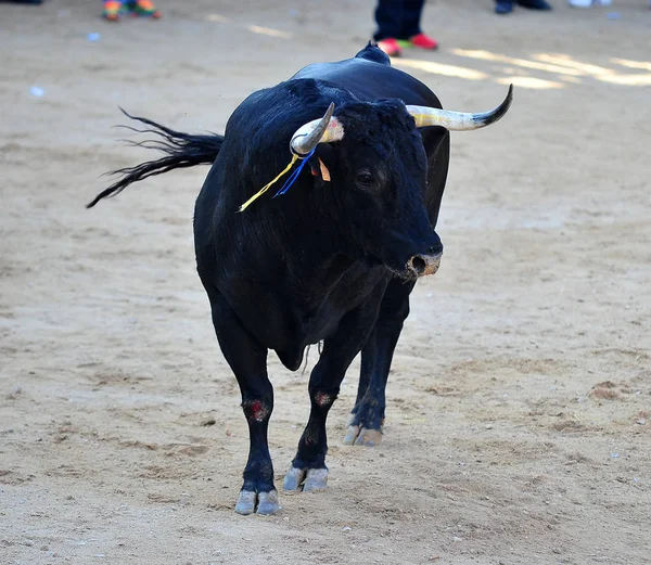 Touro Que Corre Durante Uma Tourada Espanha — Fotografia de Stock