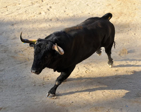 Taureau Courant Pendant Une Corrida Espagne — Photo