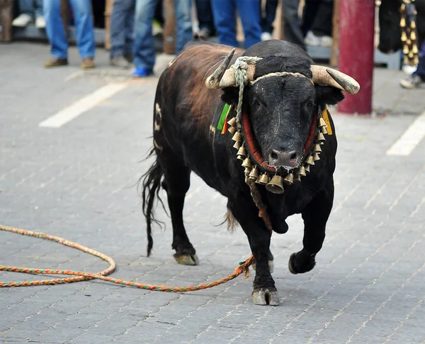 在西班牙斗牛时的斗牛 — 图库照片