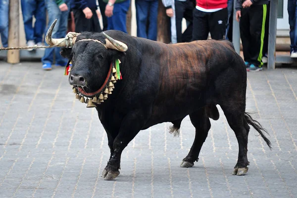 Touro Que Corre Durante Uma Tourada Espanha — Fotografia de Stock