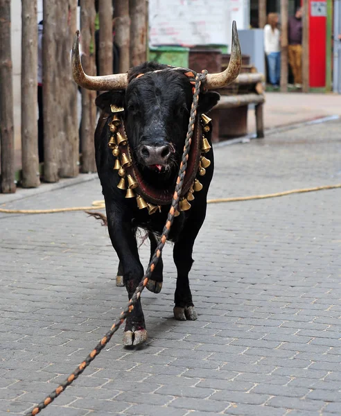 Toro Corriendo Durante Una Corrida Toros España — Foto de Stock