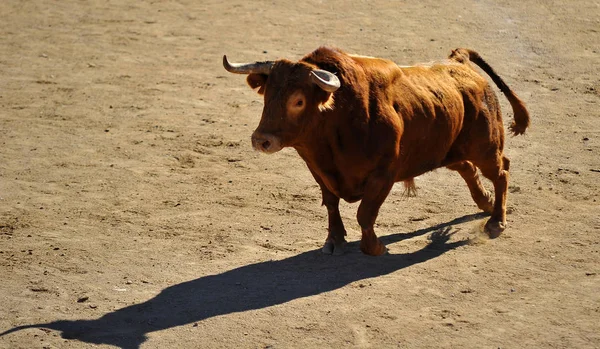 Toro Che Corre Durante Una Corrida Spagna — Foto Stock