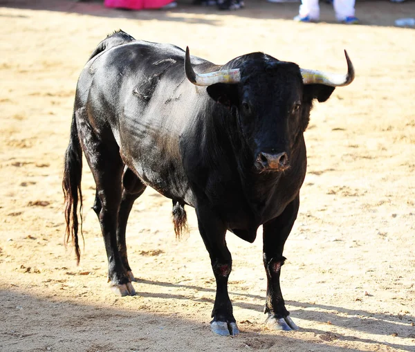 Bull Uruchomiona Podczas Walki Byków Hiszpanii — Zdjęcie stockowe