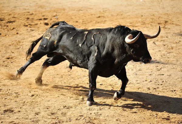 Býk Během Býčí Zápasy Španělsku — Stock fotografie