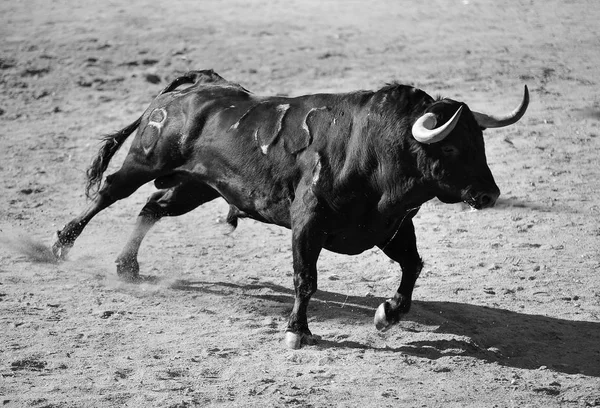 スペインで闘牛中に実行している雄牛 — ストック写真