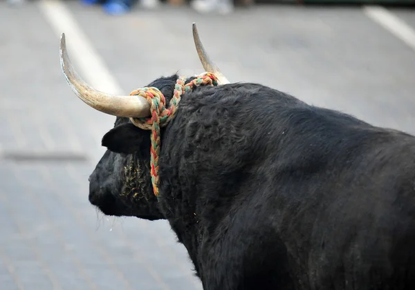 Tjuren Kör Tjurfäktning Spanien — Stockfoto