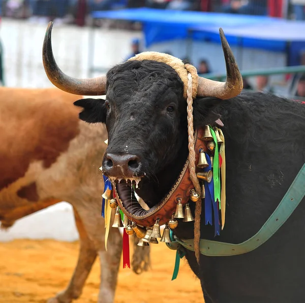 Bull Running Bullfight Spain — Stock Photo, Image