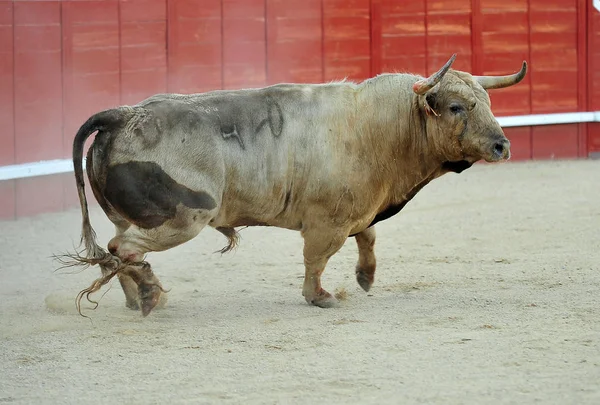 Toro Corriendo Durante Una Corrida Toros España —  Fotos de Stock