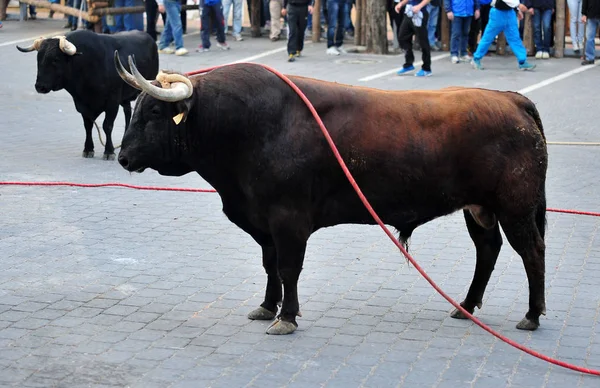 Bull Running Bullfight Spain — Stock Photo, Image