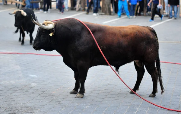 スペインで闘牛中に実行している雄牛 — ストック写真