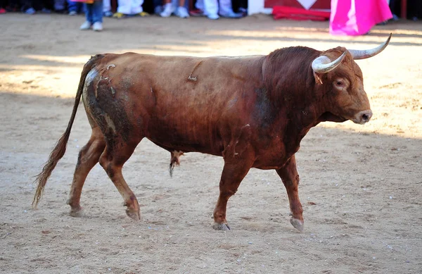 スペインで闘牛中に実行している雄牛 — ストック写真