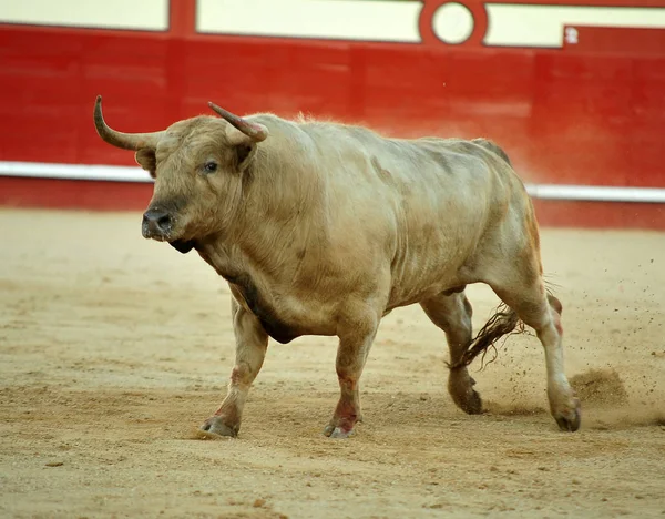 Toro Che Corre Durante Una Corrida Spagna — Foto Stock