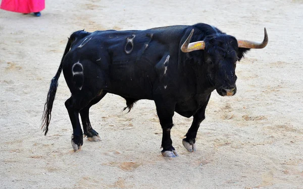 Tjuren Kör Tjurfäktning Spanien — Stockfoto