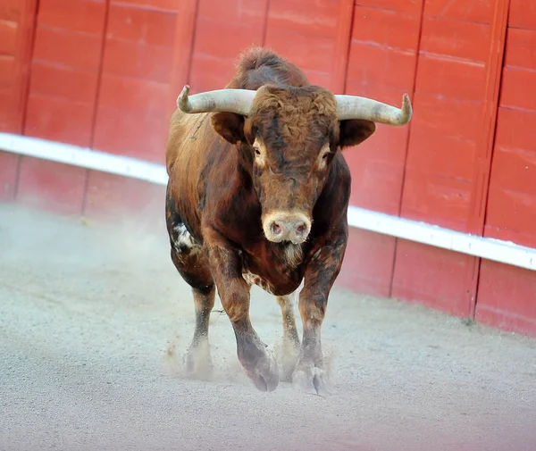 Toro Spagna Con Grandi Corna — Foto Stock