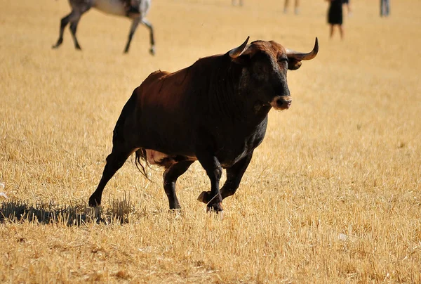 Bull Spain Big Horns — Stock Photo, Image