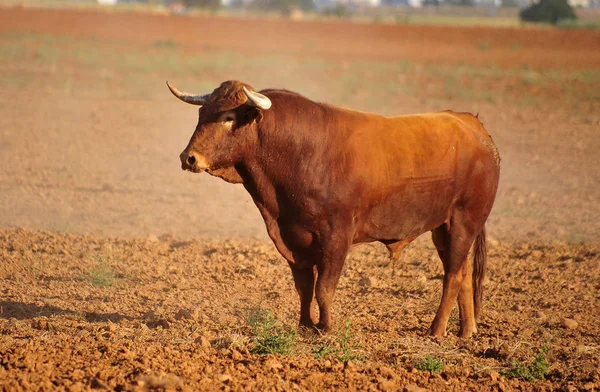 Tjuren Spanien Med Stora Horn — Stockfoto