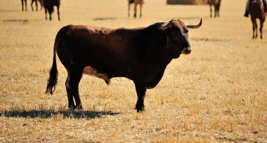 İspanya'ile büyük boynuzları boğa