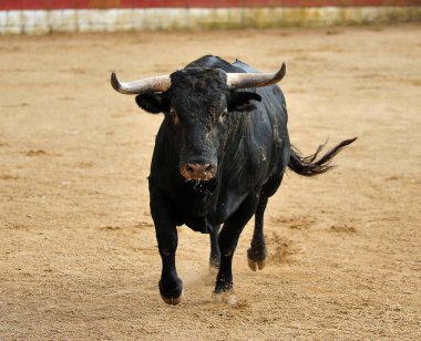 Arena içinde çalışan İspanya boğa