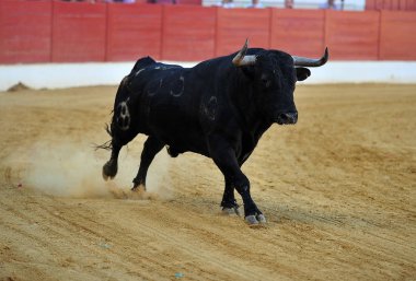 İspanyol boğa bulring