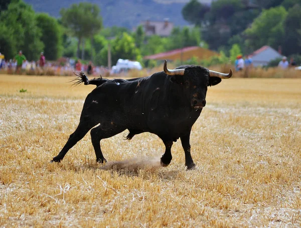 Bull Španělsku Aréně — Stock fotografie