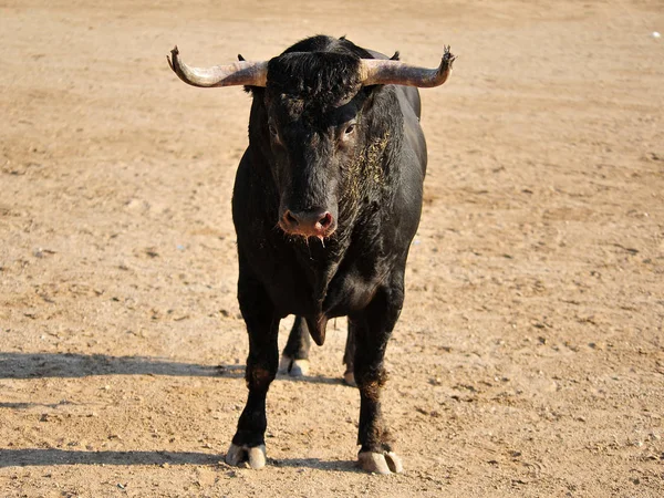 Toro España Corriendo Plaza Toros — Foto de Stock