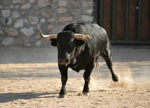 Toro España Corriendo Plaza Toros — Foto de Stock