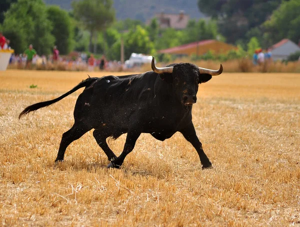 Touro Espanha Correndo Touros — Fotografia de Stock