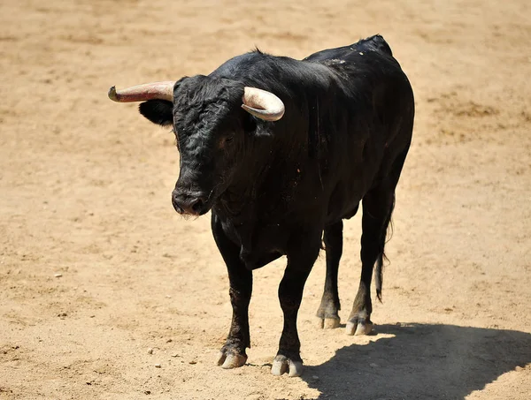 Bull Španělsku Aréně — Stock fotografie