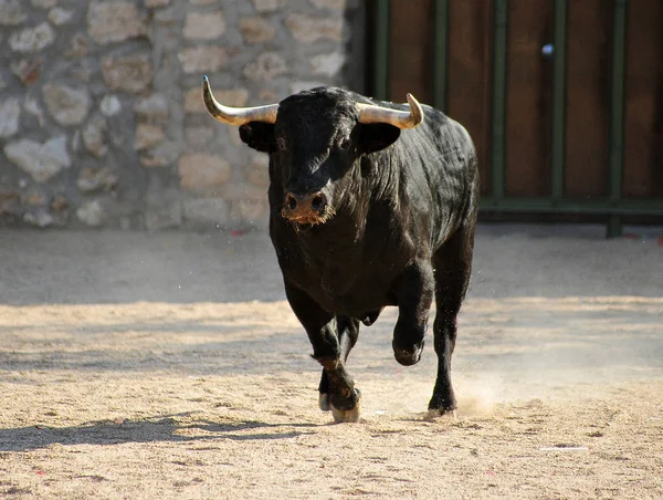 bull in spain running in bullring