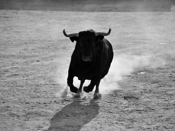 Taureau Espagne Courir Dans Les Arènes — Photo