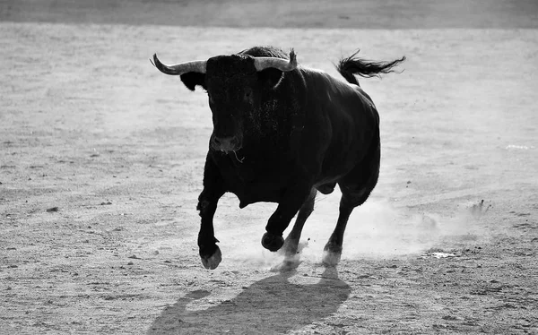 Taureau Espagne Courir Dans Les Arènes — Photo