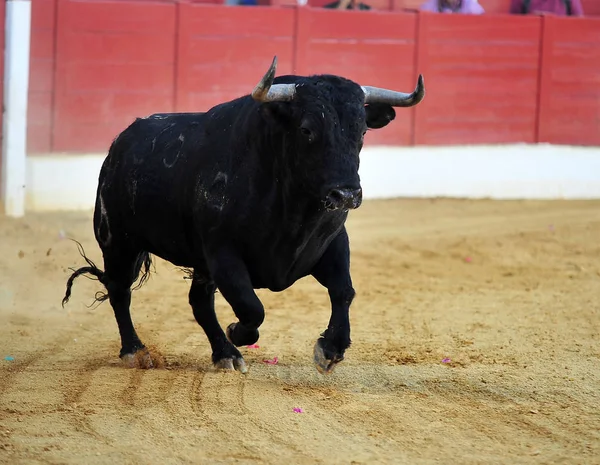 Stier Spanje Uitgevoerd Arena — Stockfoto