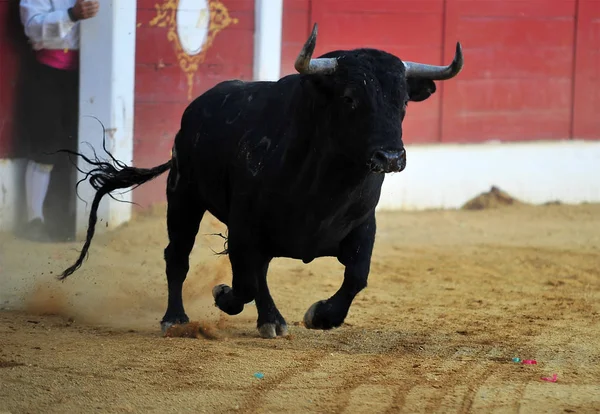 Touro Espanhol Bulring — Fotografia de Stock