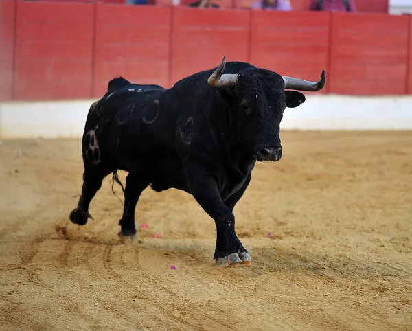 Španělský Býk Bulring — Stock fotografie