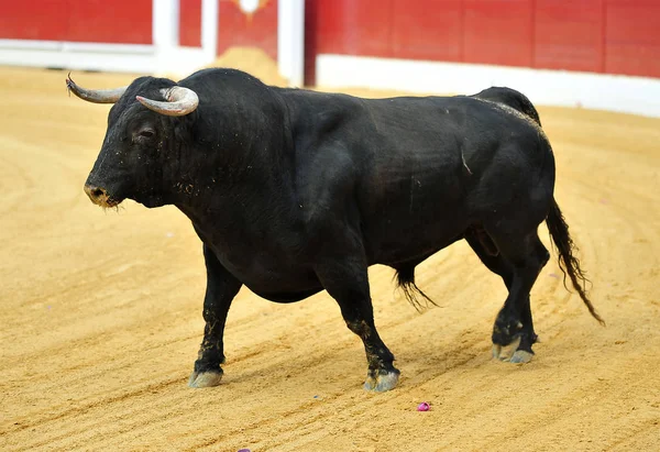 Bulring ではスペイン牛 — ストック写真